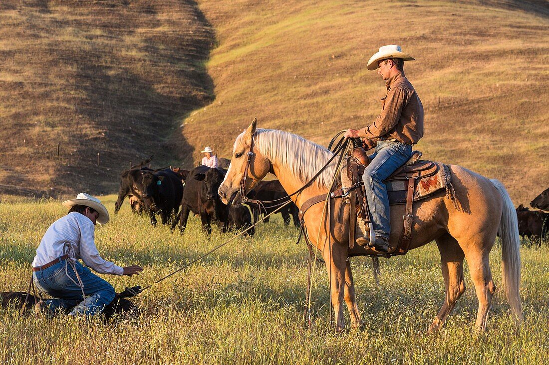 Two wranglers (cowboys) taking care of cattle, California, USA.