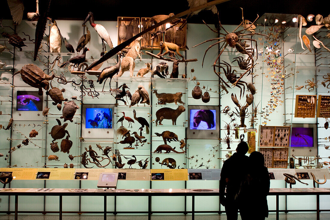 United States, New York, American Museum of Natural History, Evolution Gallery, visitors silhouetted