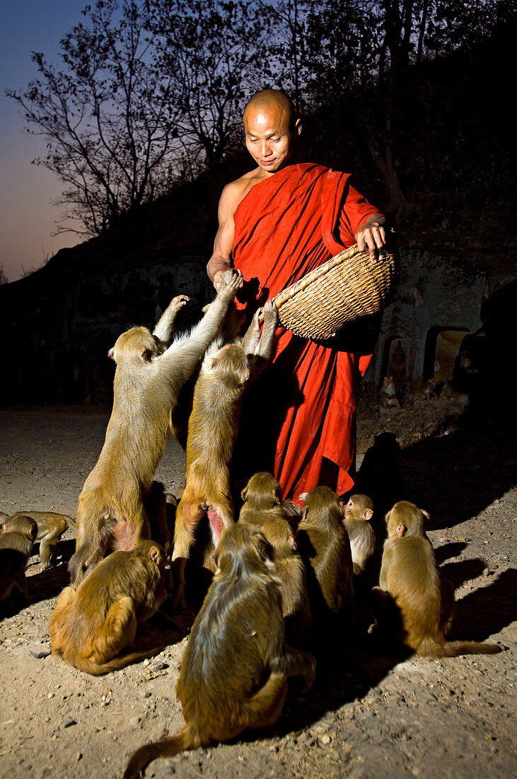 Myanmar (Burma), Mandalay Division, Hpo Win mounts, Po Win Taung, monk feeding the colony of 600 monkeys on the site