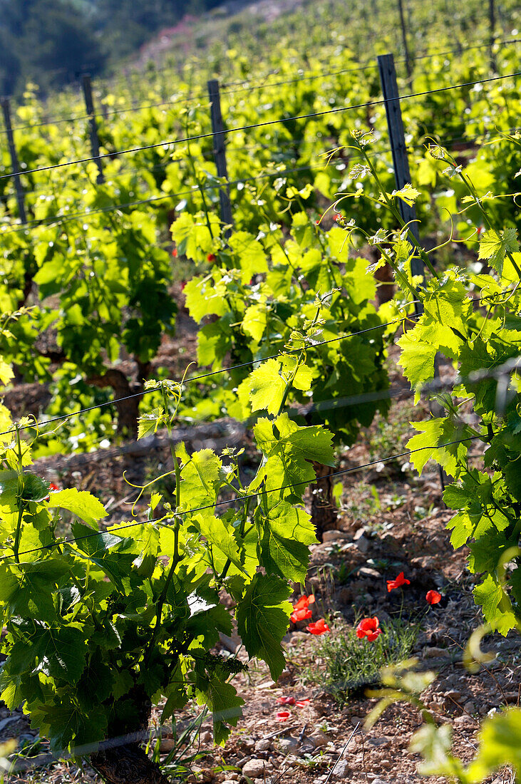 France, Var, Cadiere d'Azur, Domaine Bunan, vineyard