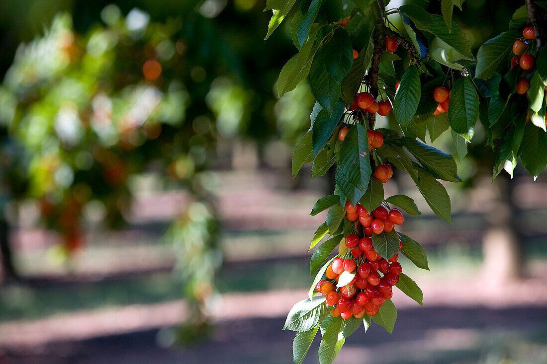 France, Vaucluse, Luberon regional natural park, Lacoste, cherry trees