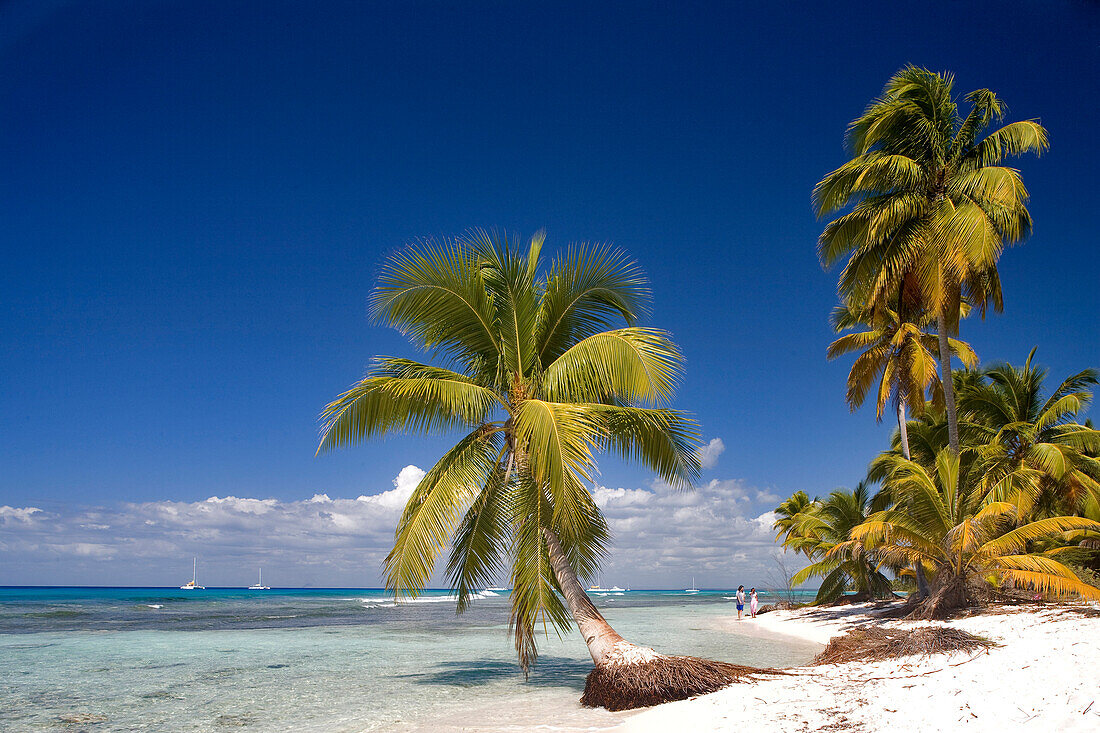 Dominican Republic, La Altagracia Province, Isla Saona, coconut tree