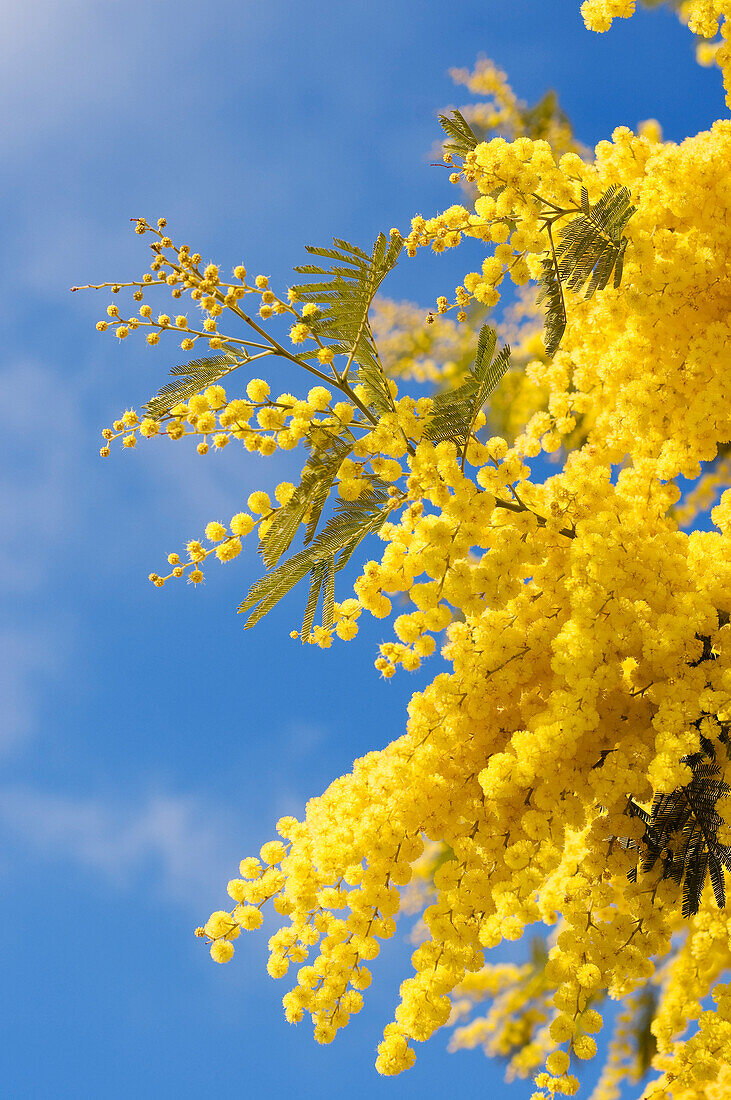 France, Alpes Maritimes, Mandelieu, mimosa