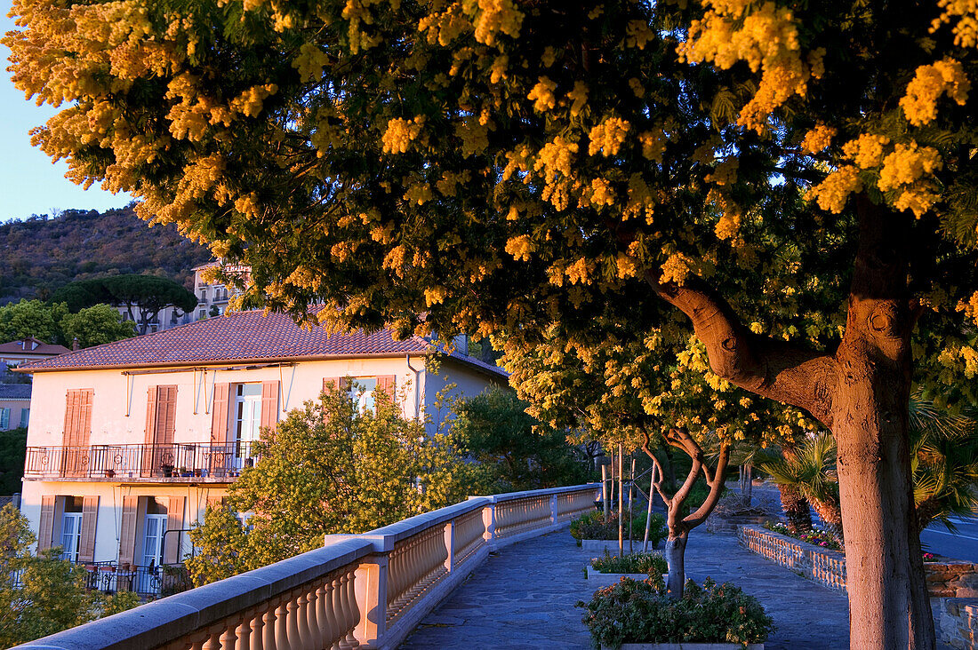 France, Var, Bormes les Mimosas