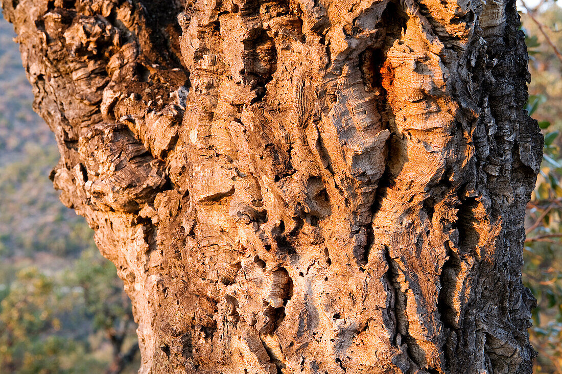 France, Var, Massif des Maures, the domanial forest of Dom, cork oak bark