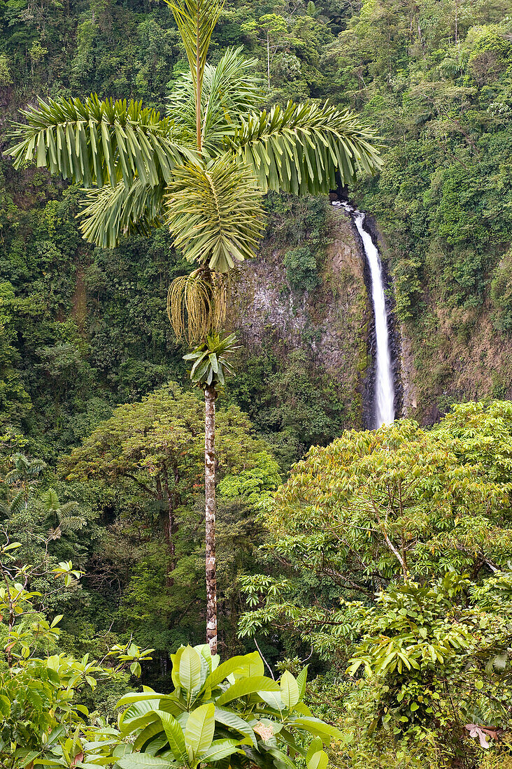 Costa Rica, Alajuela Province, La Fortuna, la Catarata de la Fortuna (La Fortuna Waterfall) 70m high
