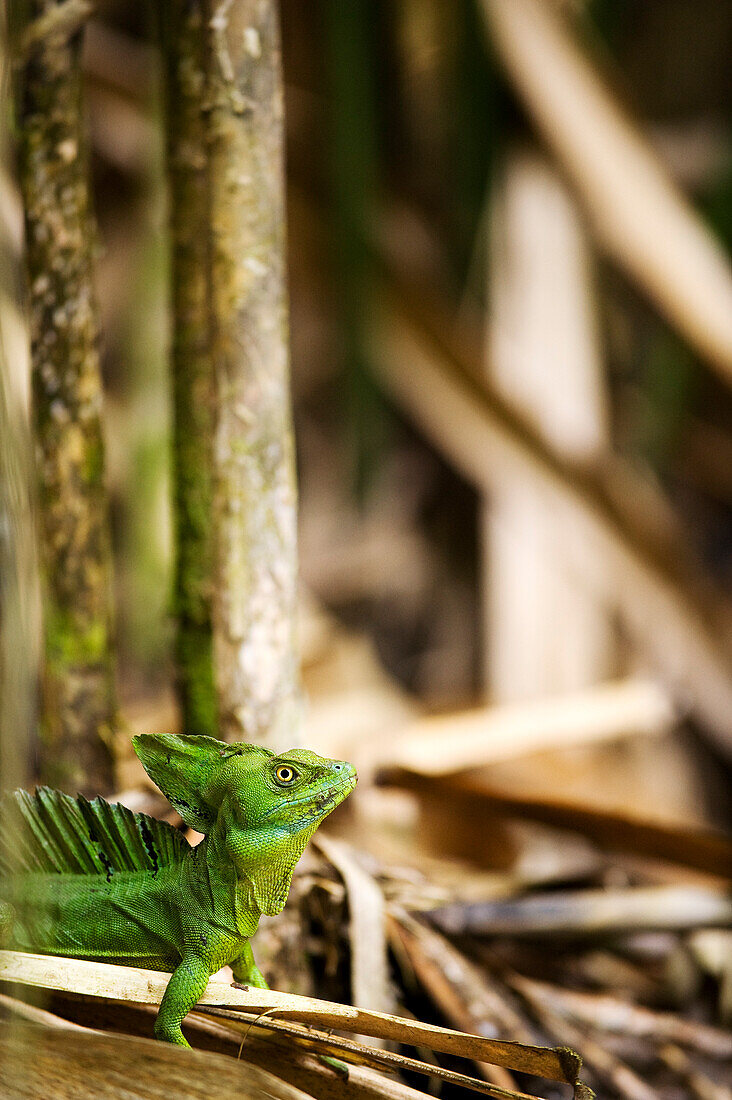 Costa Rica, Limon Province, Caribbean coast, journey on the Estrella Delta canals at 10 km from Cahuita, green basilisk (Basiliscus plumifrons) called the Jesus Lizard
