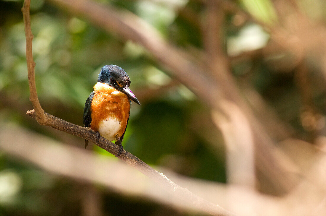 Costa Rica, Alajuela Province, Cano Negro National Reserve, kingfisher