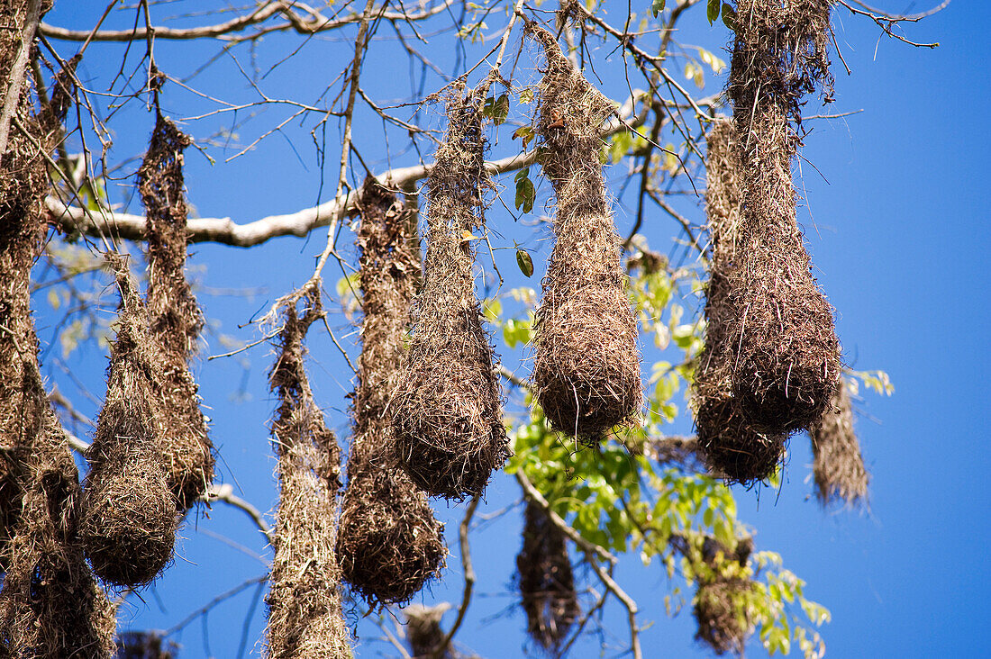 Costa Rica, Limon Province, Caribbean coast, Tortuguero National Park, oriole's nests