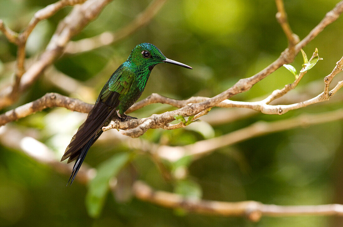 Costa Rica, Puntarenas Province, Monteverde, Reserva Biologica del Bosque Nuboso (Cloud Forest Biological Reserve), hummingbird
