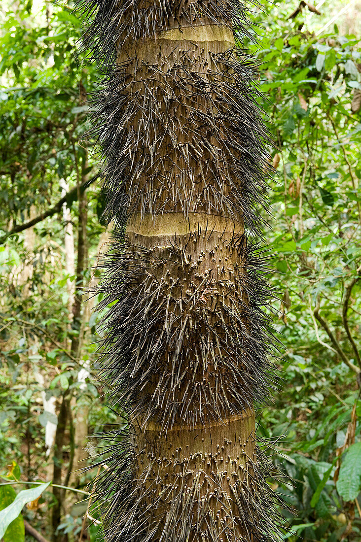 Costa Rica, Puntarenas Province, Manuel Antonio National Park