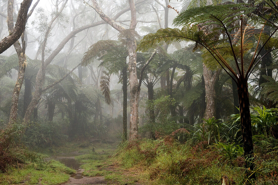 France, Reunion Island, Belouve forest, tree ferns