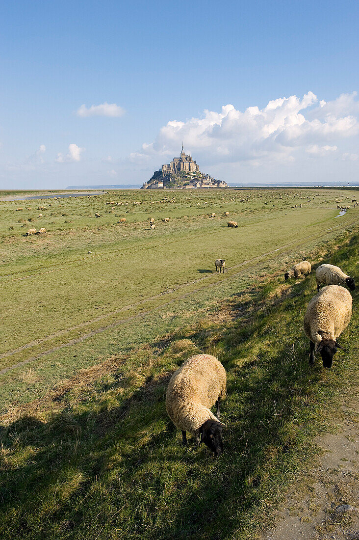 France, Manche, bay of Mont Saint Michel, listed as World Heritage by UNESCO, salted meadow sheeps