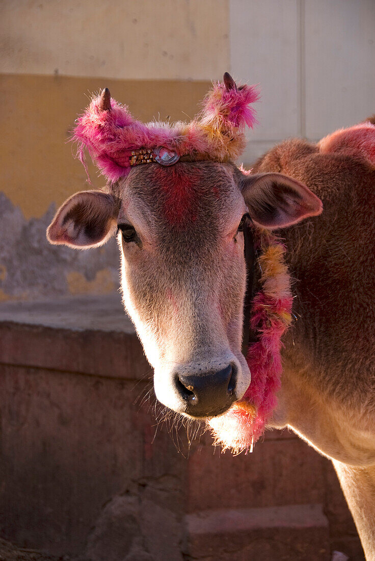 India, Rajasthan State, Pushkar, sacred cow decorated for a procession