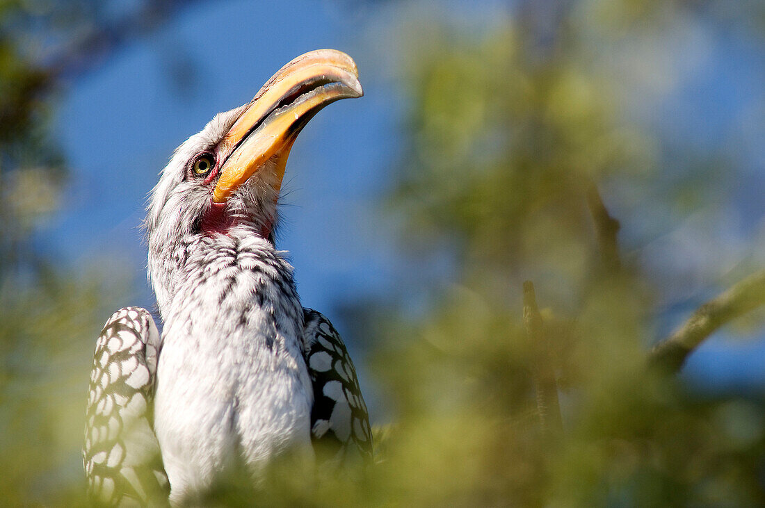 Botswana, Central Kalahari Game Reserve, calao a yellow beak or tockus flavirostris