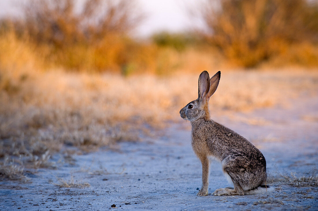 Botswana, Central Kalahari Game Reserve, hare bushes or Lepus saxatilis