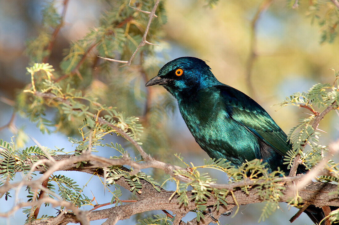 Botswana, Central Kalahari Game Reserve, choucador a red epaulets or lamprotornis nitens