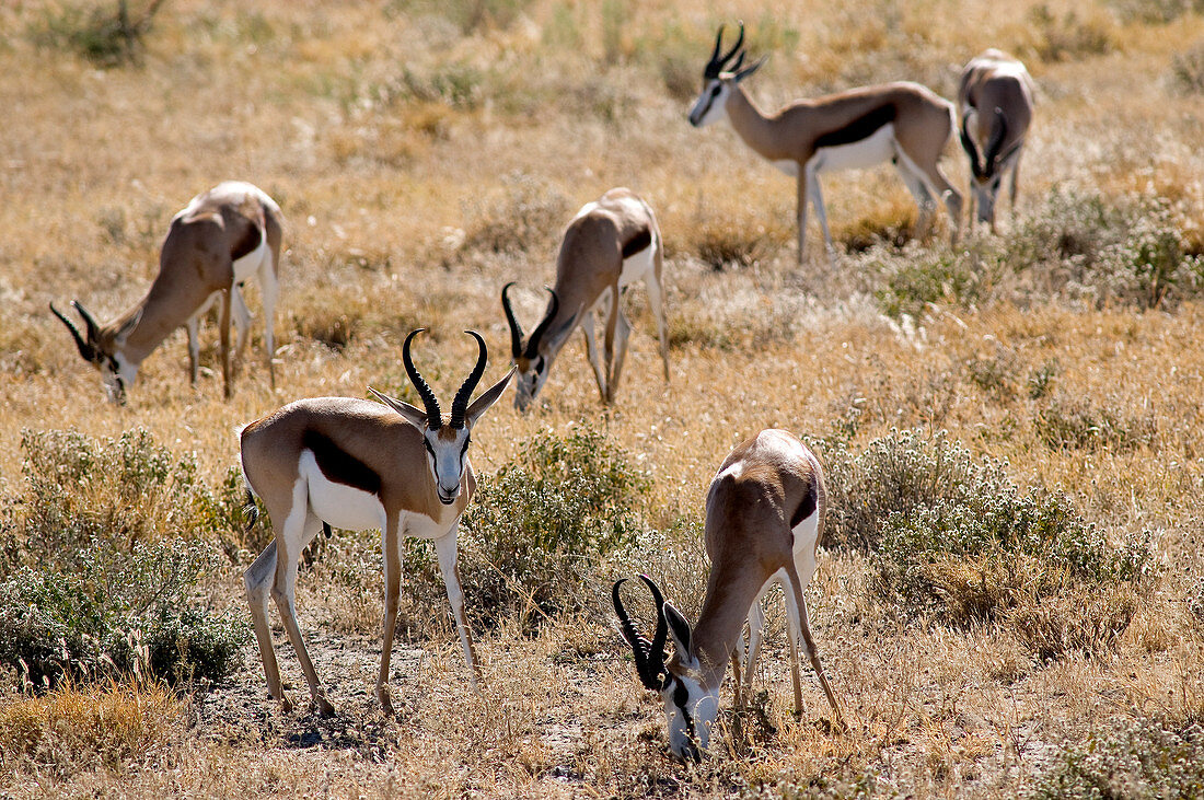 Botswana, Central Kalahari Game Reserve, springboks