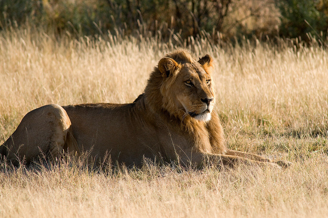 Botswana, Central Kalahari Game Reserve, lion, or Panthera Leo