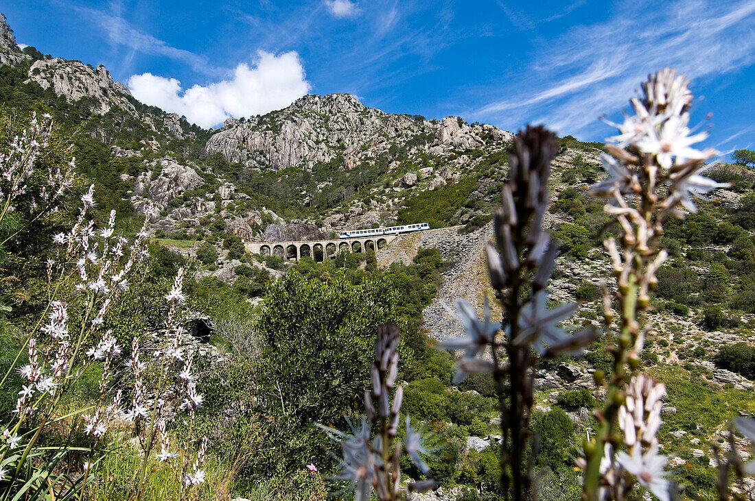 France, Haute Corse, the U Trinighellu, small train, on a viaduct before arriving at Venaco