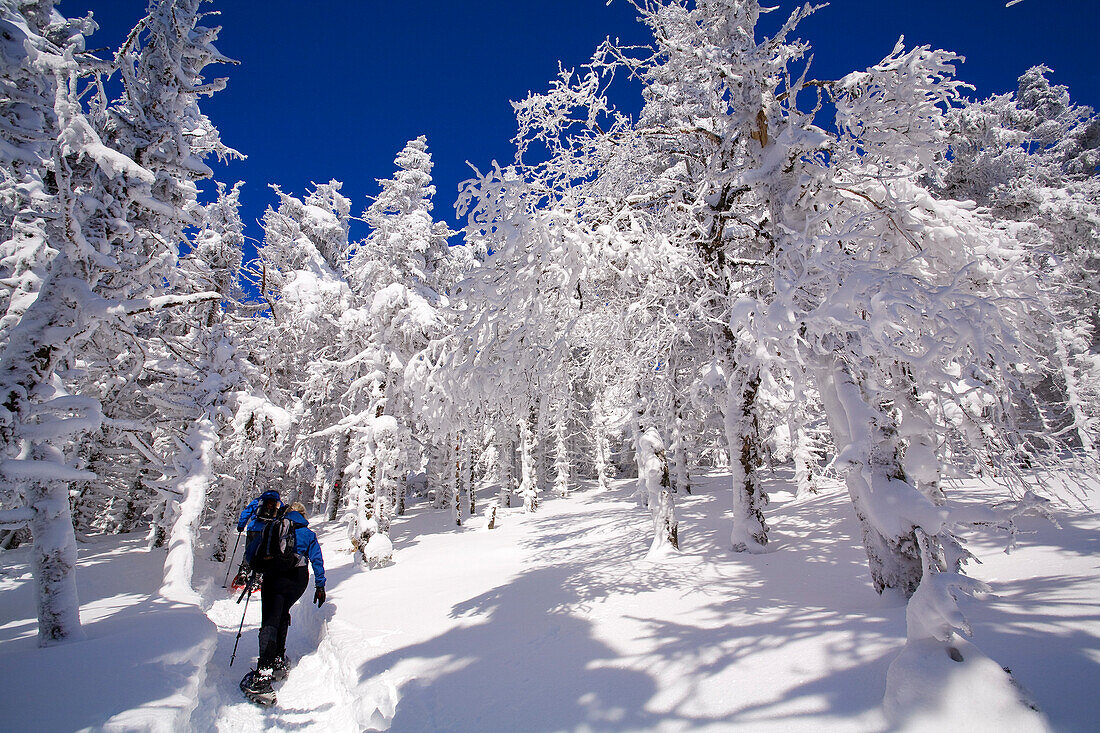 Canada, Quebec Province, Estrie Region, Mont Megantic National Park, forest and snow covered trees, snowshoe hikers