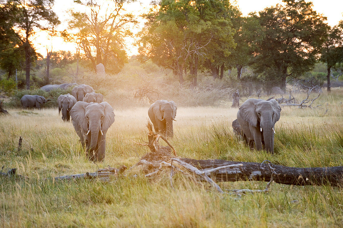 Botswana, North-west district, Moremi park, elephant or elephantidae