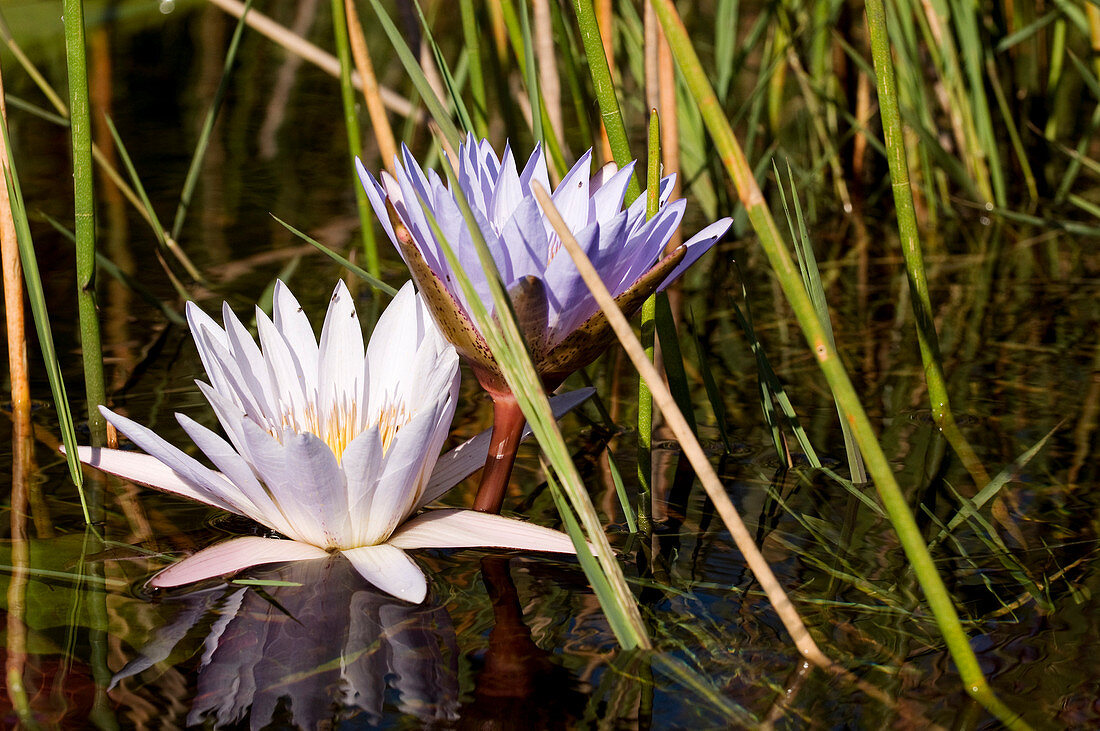 Botswana, North-west district, Okavango Delta listed as World Heritage by UNESCO, water lilies