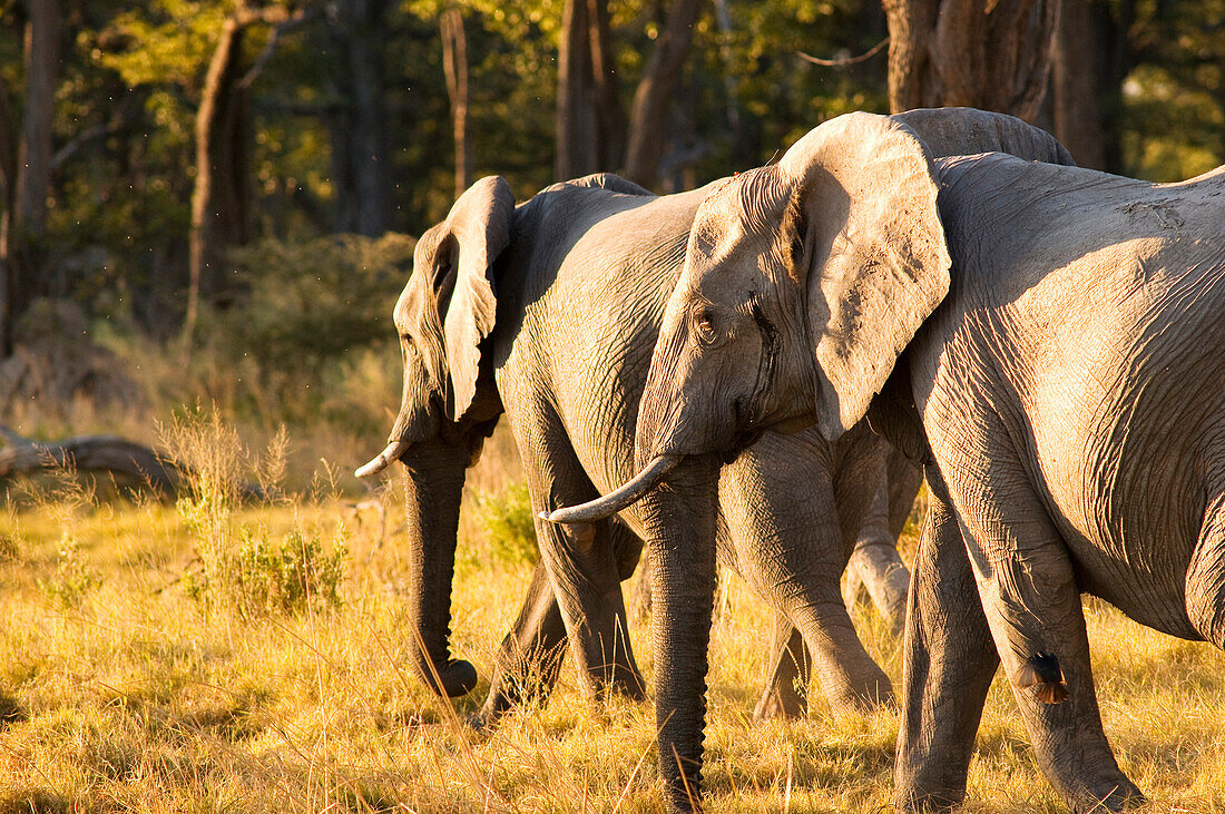 Botswana, North-west district, Moremi park, elephant or elephantidae