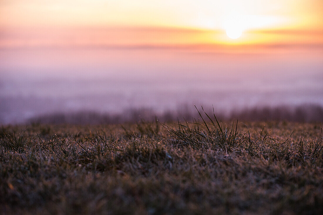 meadow  covered with morning dew on a autumn day, Allgaeu, Bavaria, Germany