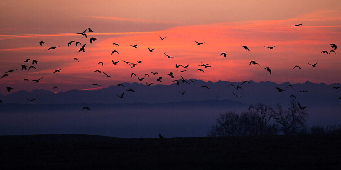 Swarm of birds in front of a sunrise, Allgaeu, Bavaria, Germany