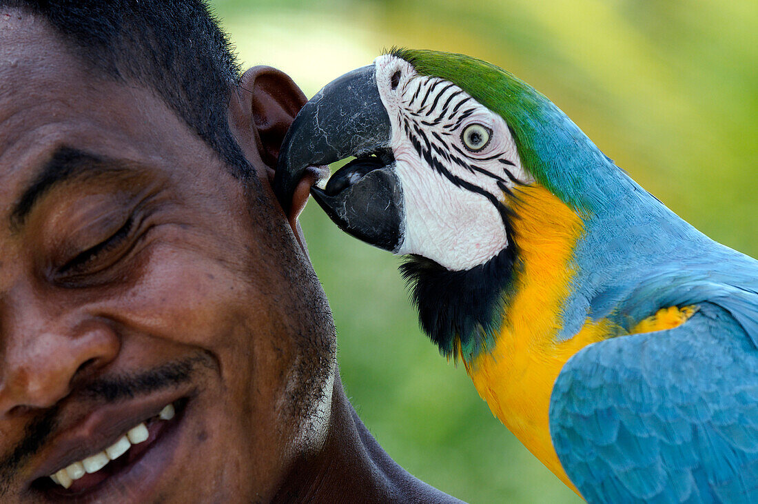 Brazil, Bahia State, Tinhare Island, Morro de Sao Paulo, pair of blue Macaw parrots