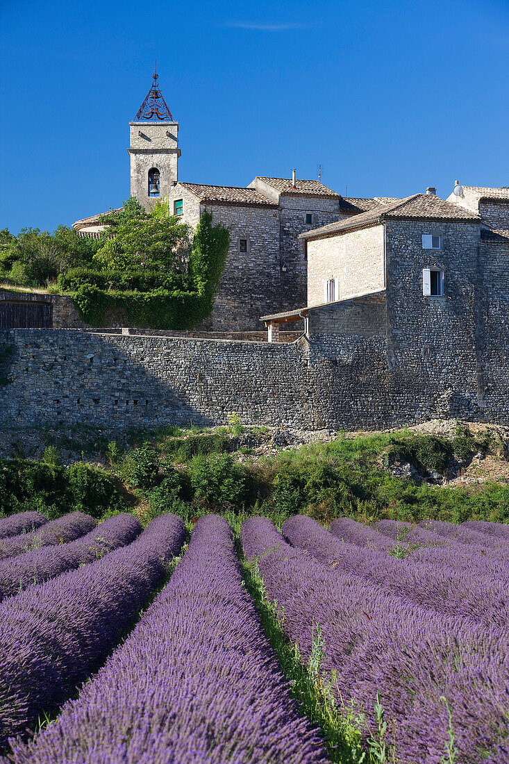 France, Gard, Montclus, labelled Les Plus Beaux Villages de France (The Most Beautiful Villages of France), lavander cultivation