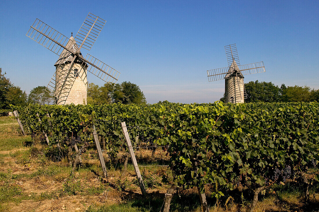 France, Gironde, Montagne St Emilion Plateau, Montagne, Calon mills in the heart of the Bordeaux vineyard