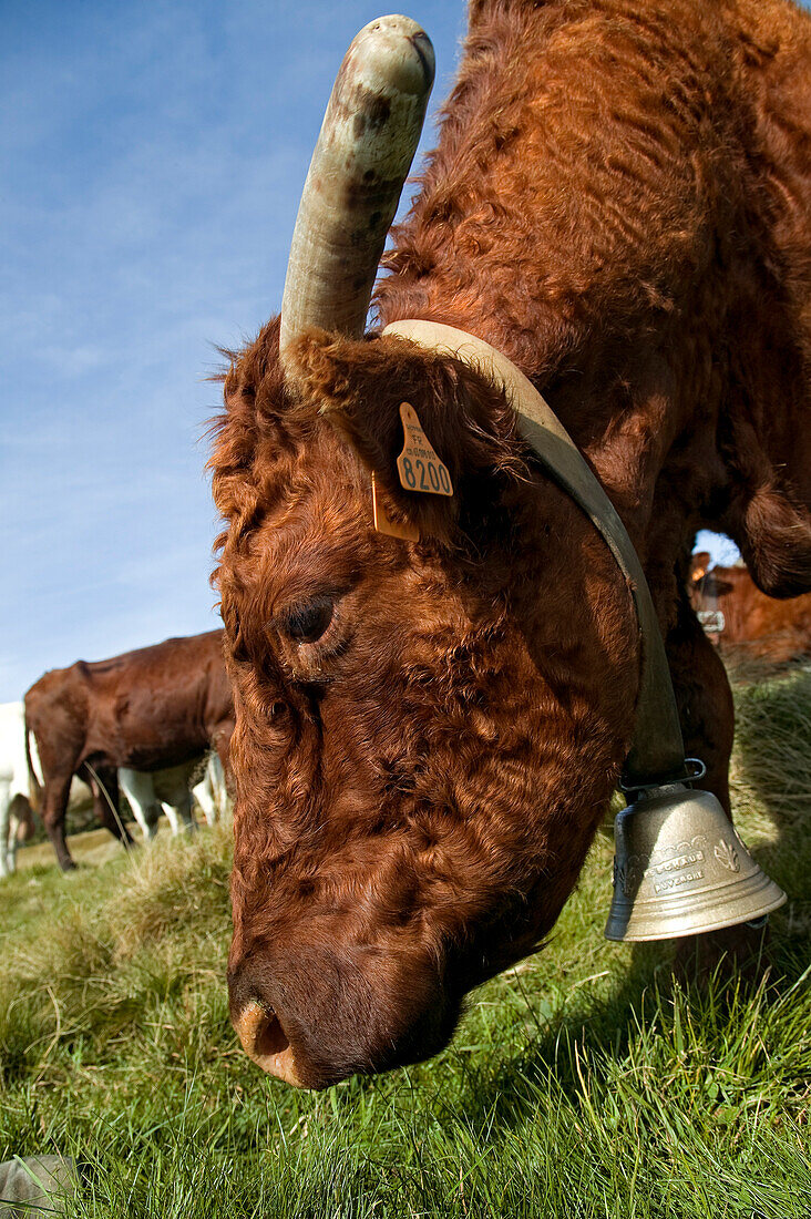 France, Puy de Dome, Parc Naturel Regional des Volcans d'Auvergne, Salers cow