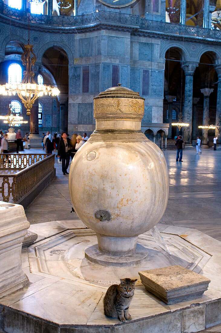 Turkey, Istanbul, historical centre listed as World Heritage by UNESCO, Sultanahmet District, marble jar and cat in Hagia Sophia Basilica