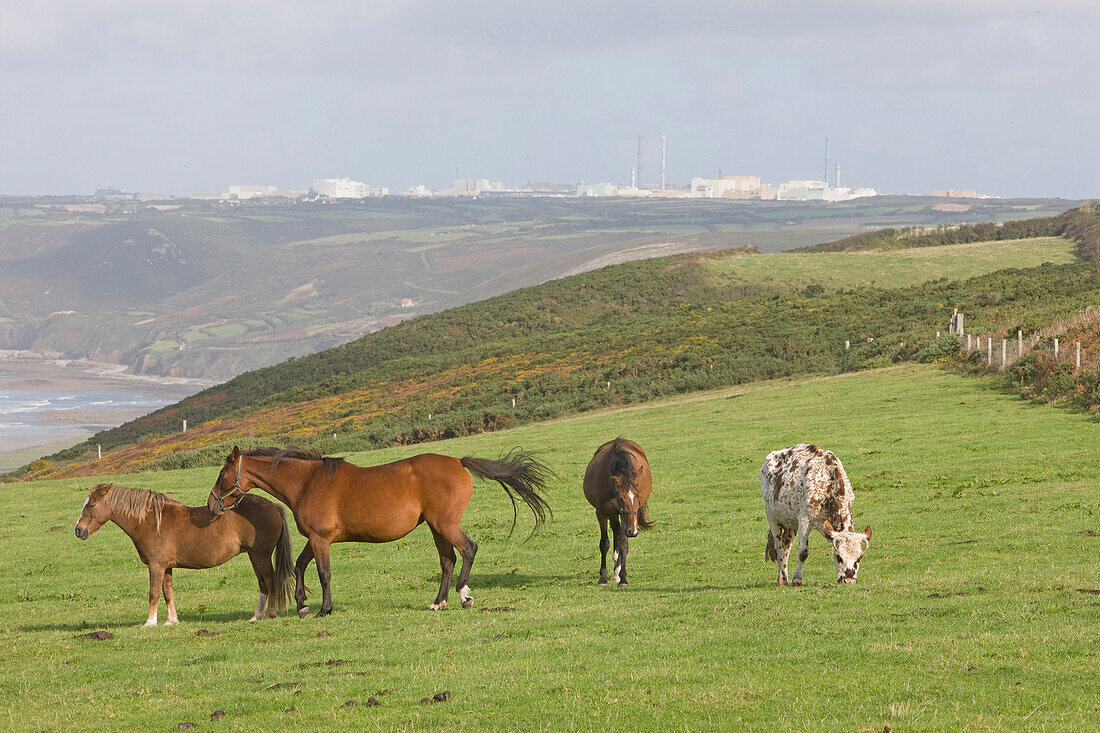 France, Manche, Cotentin, Pays de la Hague, horses and cow grazing near the shoreline