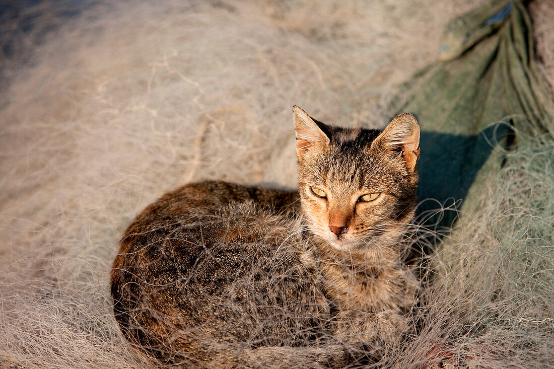 Croatia, Istria, Adriatic Coast, the city of Rovinj, cat in a fisherman's net