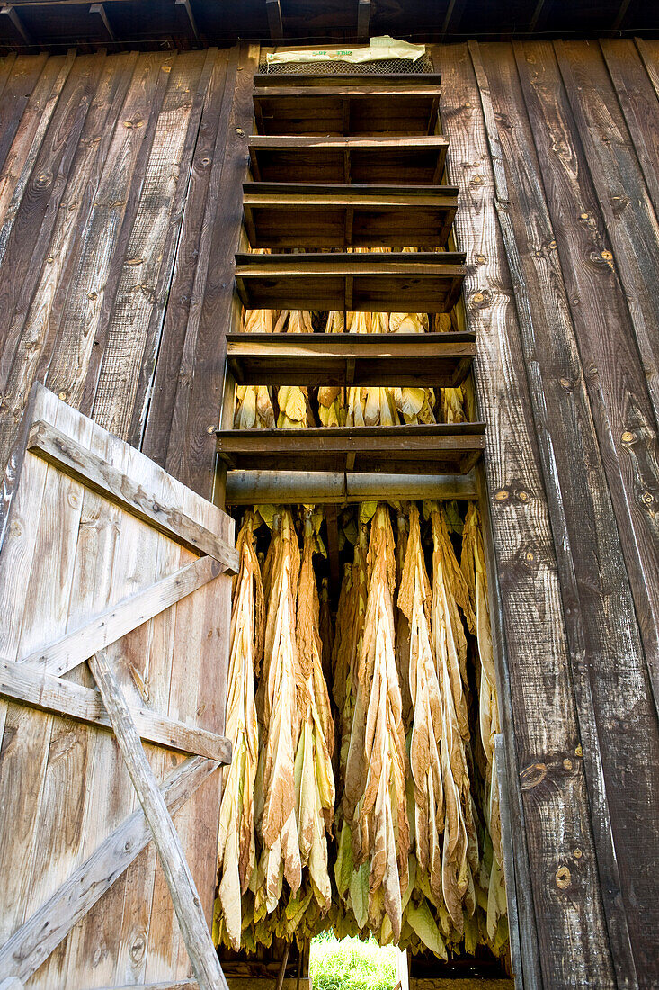 France, Dordogne, Perigord Noir, tobacco leaves drying on a kiln