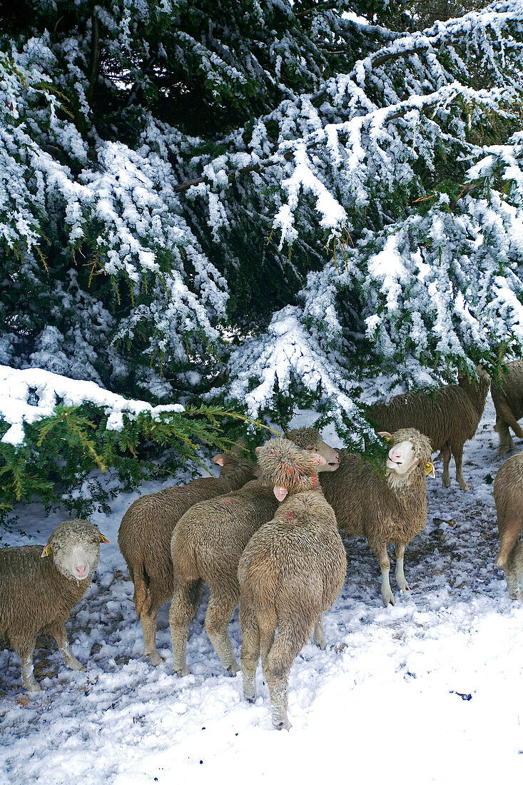 France, Vaucluse, Luberon, Petit Luberon, Plateau of the Cedar forest under the snow