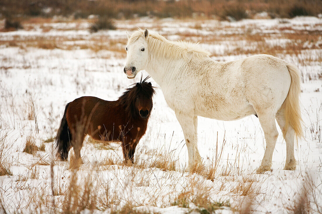 France, Bouches du Rhone, Camargue, Salin de Giraud, horses of Camargue breed