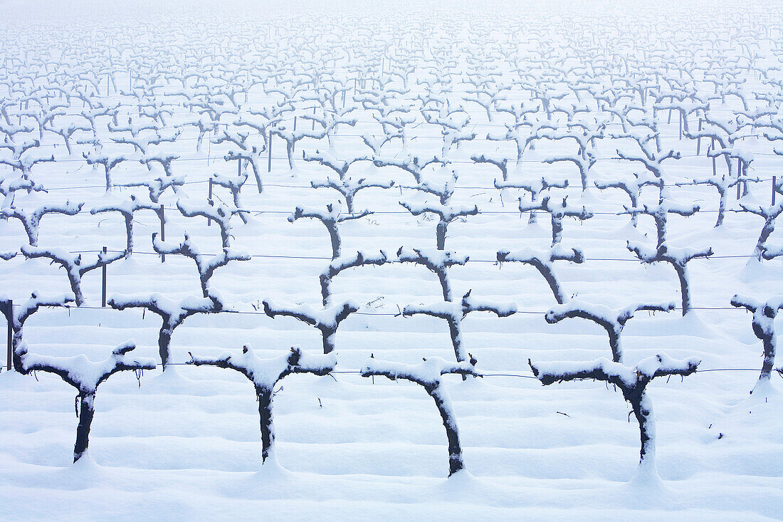 France, Bouches du Rhone, near Aix en Provence, AOC Cote de Provence, vine under the snow