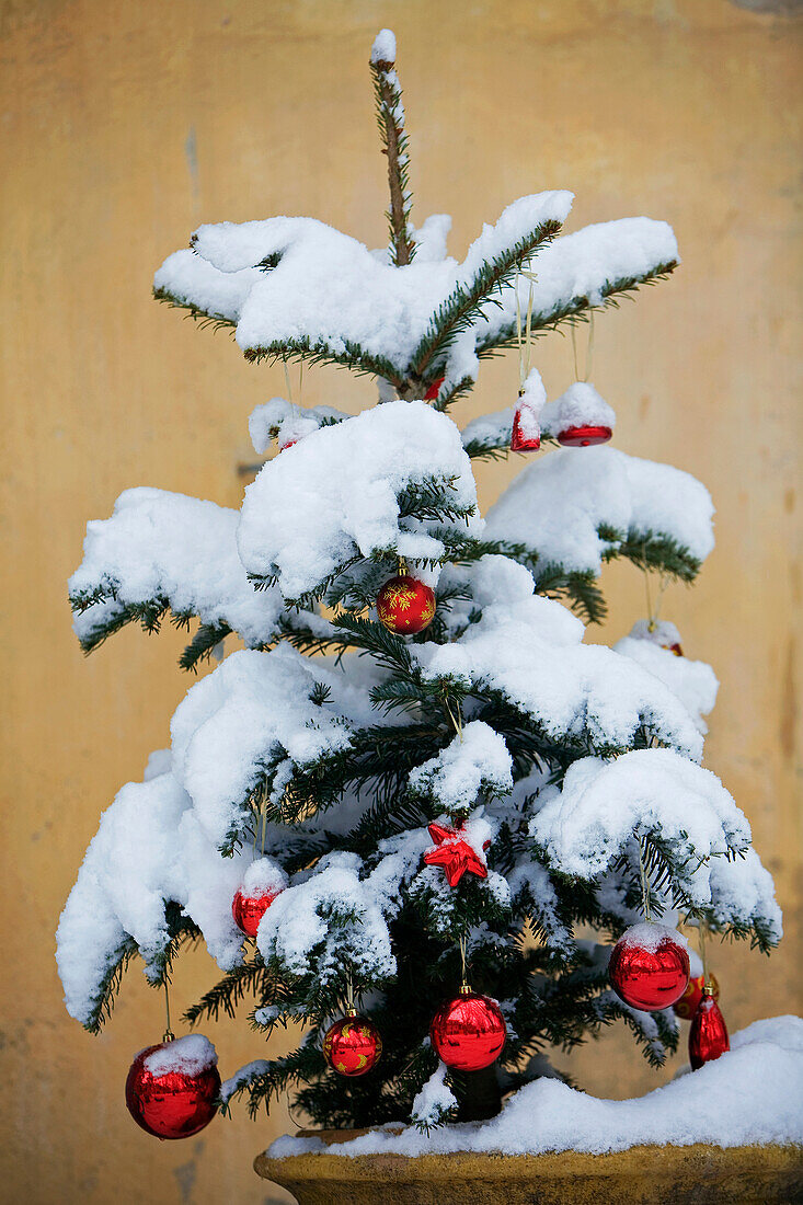 France, Vaucluse, Luberon, Cucuron, christmas tree under the snow