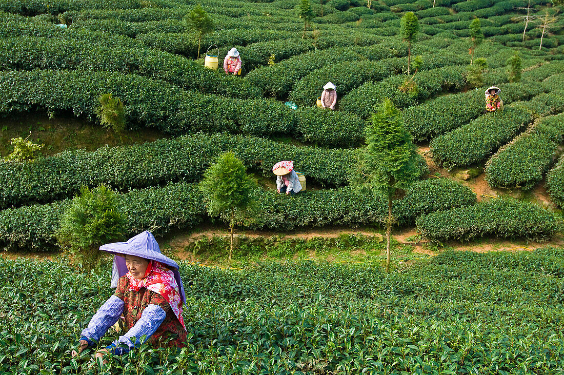 Taiwan, Nantou District, Lugu Mountains at more than 2000 m height, pickers in plantations of Oolong Tea considered as one of the famous tea of the world