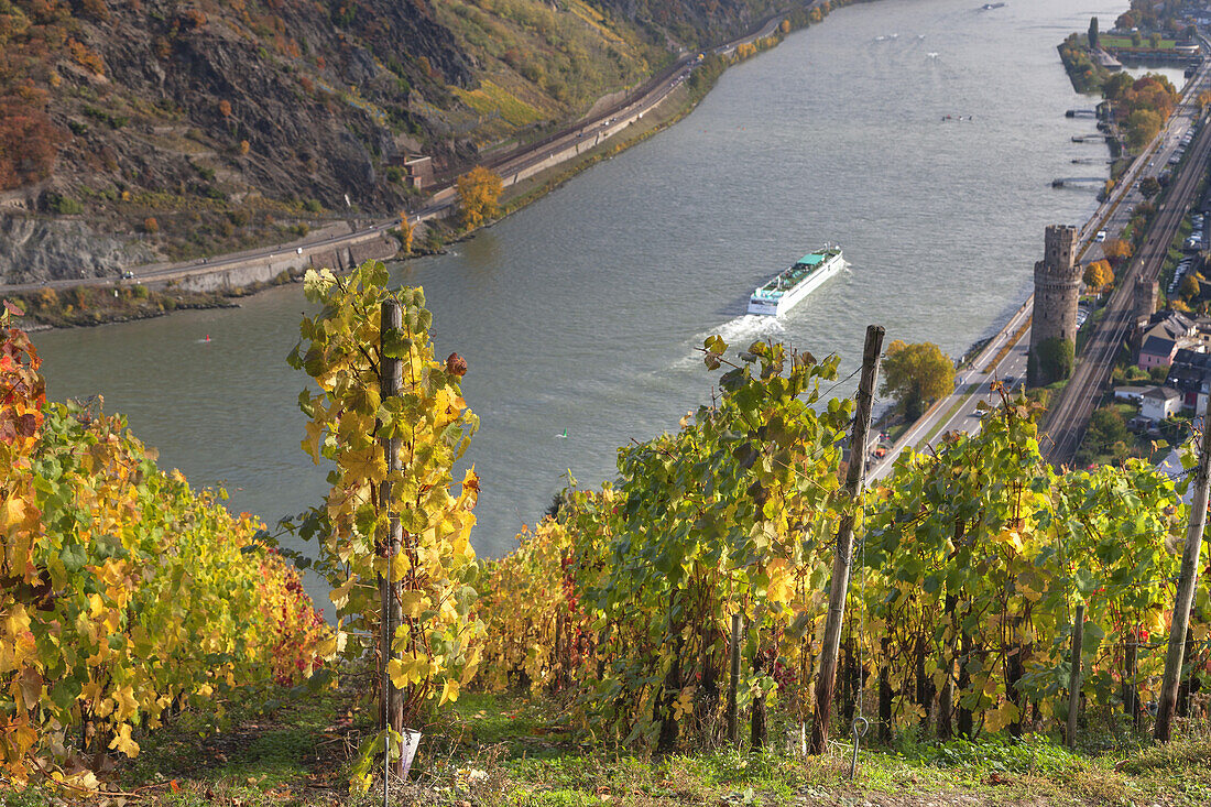 Vineyard by the Rhine, view of  Oberwesel, Upper Middle Rhine Valley, Rheinland-Palatinate, Germany, Europe