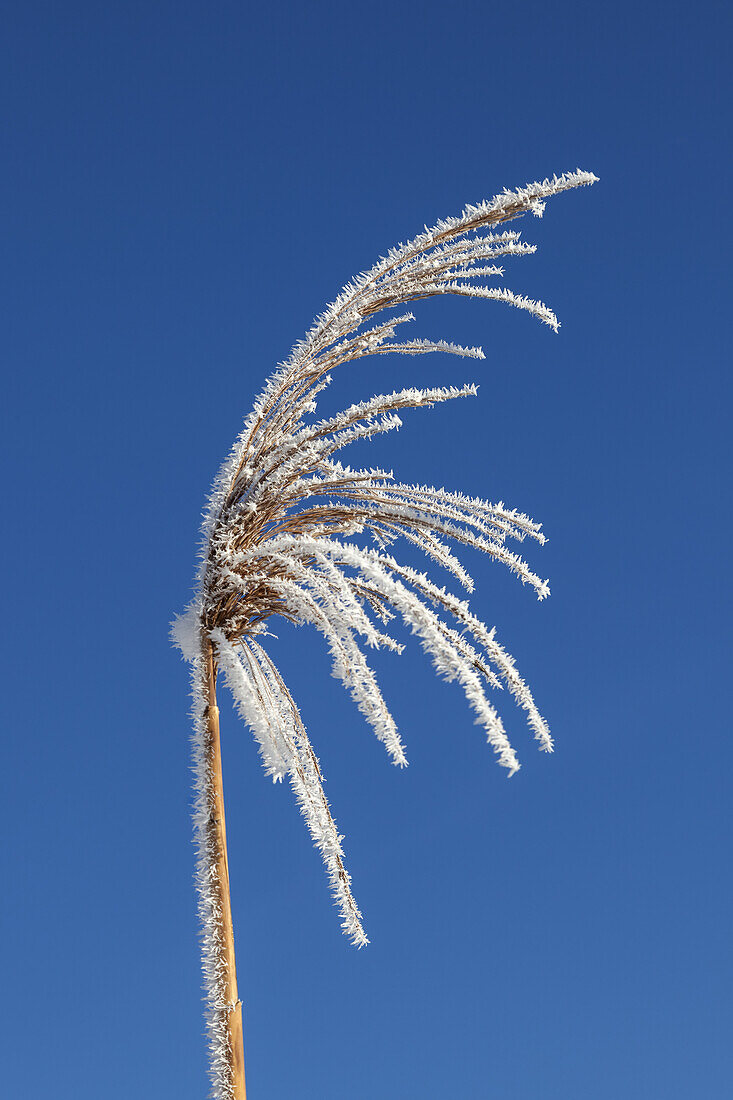 Botanik, einsam, Eis, eisig, Frost, frostig, kalt, Pflanze, Schnee, Tag, Tageslicht, tagsüber, weiß, Winter, Winterlich