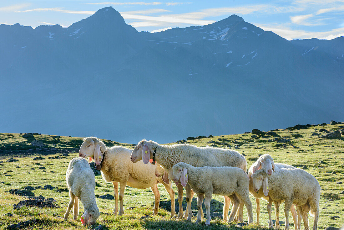 Several sheep standing on meadow in front of mountains, Obergurgl, Oetztal Alps, Tyrol, Austria