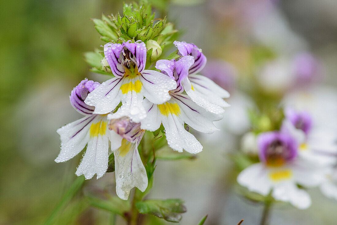 Eyebright, Euphrasia, Adamello-Presanella Group, Trentino, Italy