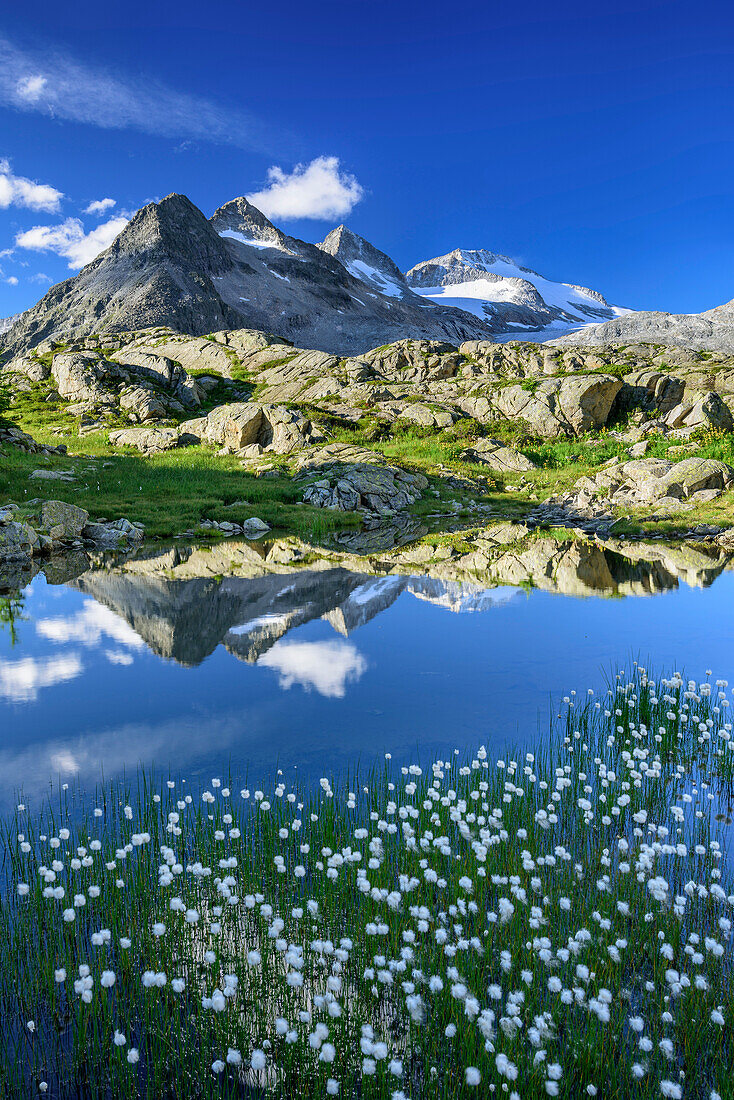 Bergsee mit Wollgras und Lobbia Alta im Hintergrund, Rifugio Madron, Adamello-Presanella-Gruppe, Trentino, Italien