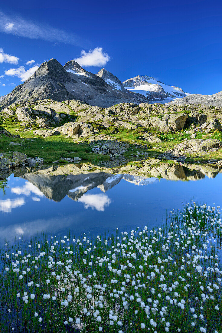 Mountain lake with cotton gras and Lobbia Alta in background, hut rifugio Madron, Adamello-Presanella Group, Trentino, Italy