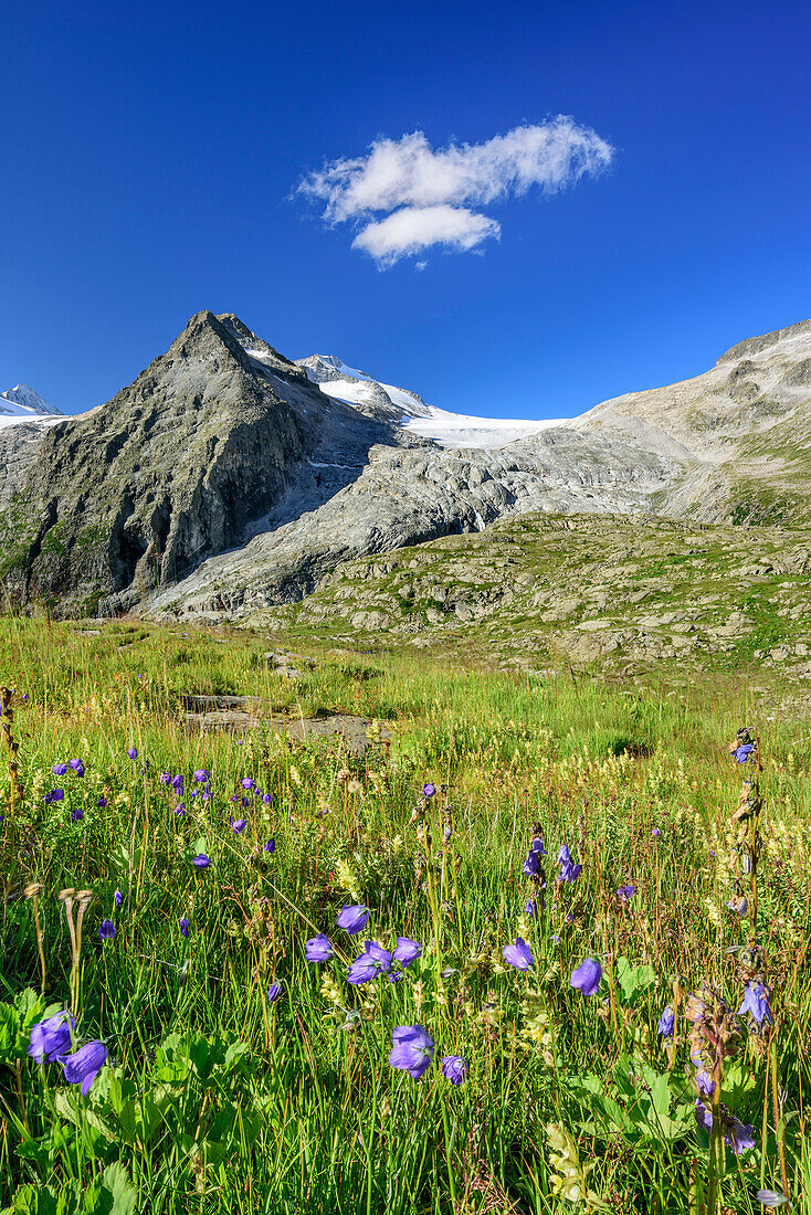 Blumenwiese mit Lobbia Alta im Hintergrund, Rifugio Madron, Adamello-Presanella-Gruppe, Trentino, Italien